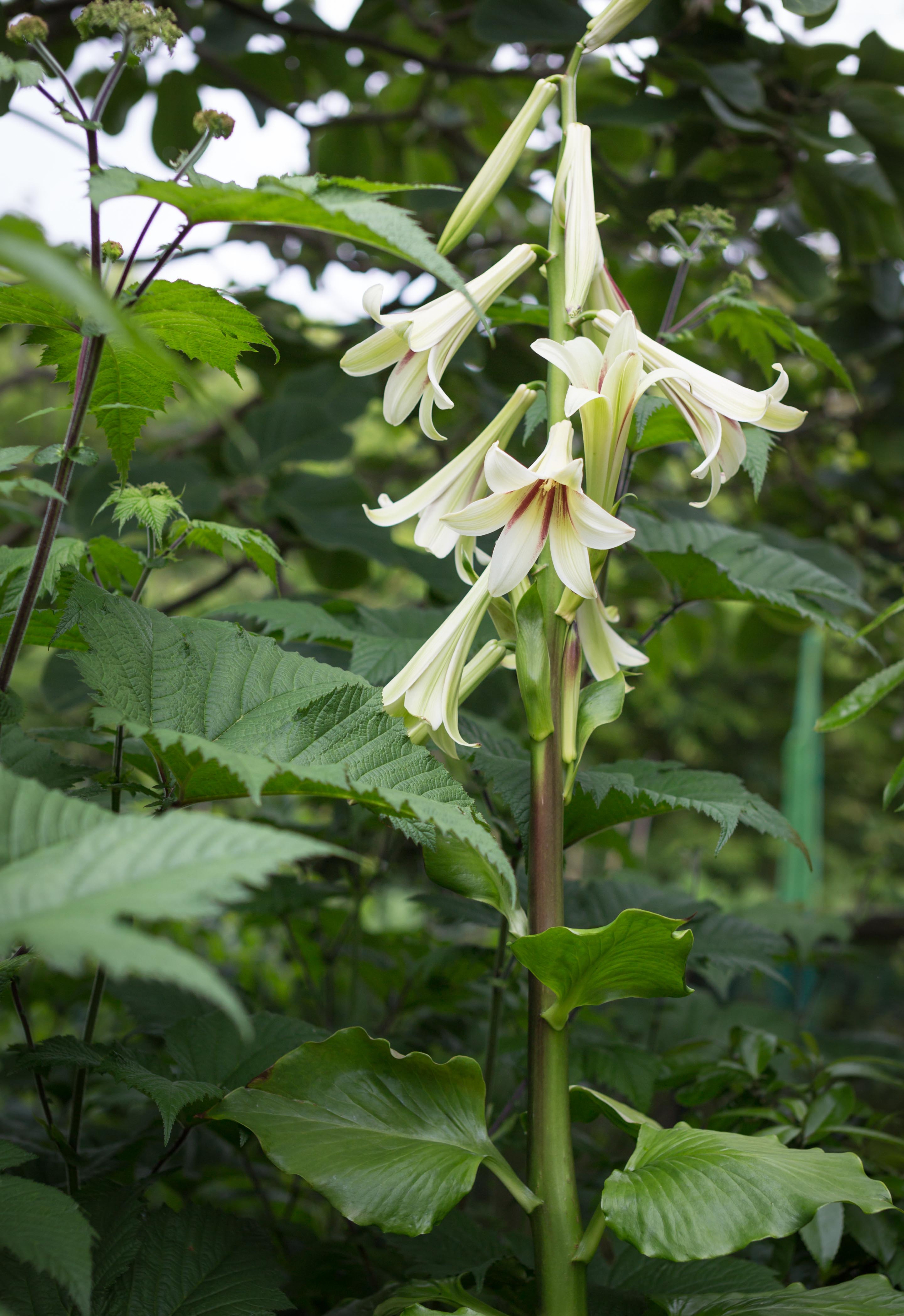 Cardiocrinum giganteum The Giant Himalayan Lilly, blooms every 7